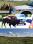 2010-07-06 Yellowstone Bison